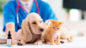 Foto: Shutterstock