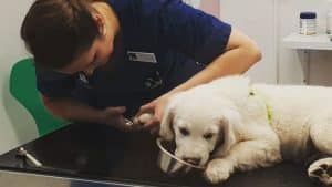 Negleklip uden fastholdelse på en hvalp, som bliver belønnet med en skål vådfoder. Foto: AniCura Vangede Dyreklinik