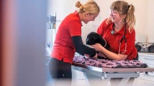 Ditte (th.) og den nyeste elev Laura (tv.) er i gang med at forberede en hvalp til en operation, hvor den skal have trukket et par mælketænder ud. Her skal de blandt andet have lagt venflon, som Ditte er i gang med at instruere Laura i. Foto: Årslev Dyreklinik