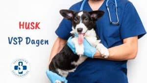 VSP Dagen