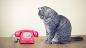 Vi har fået nyt telefonnummer. Foto: Shutterstock