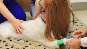 Dyrlæge afliver hund