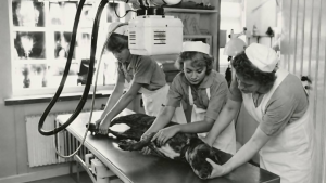 Sort hvid billede fra Lyngby Dyrehospital med veterinærsygeplejersker der tager røntgen i gamle dage.