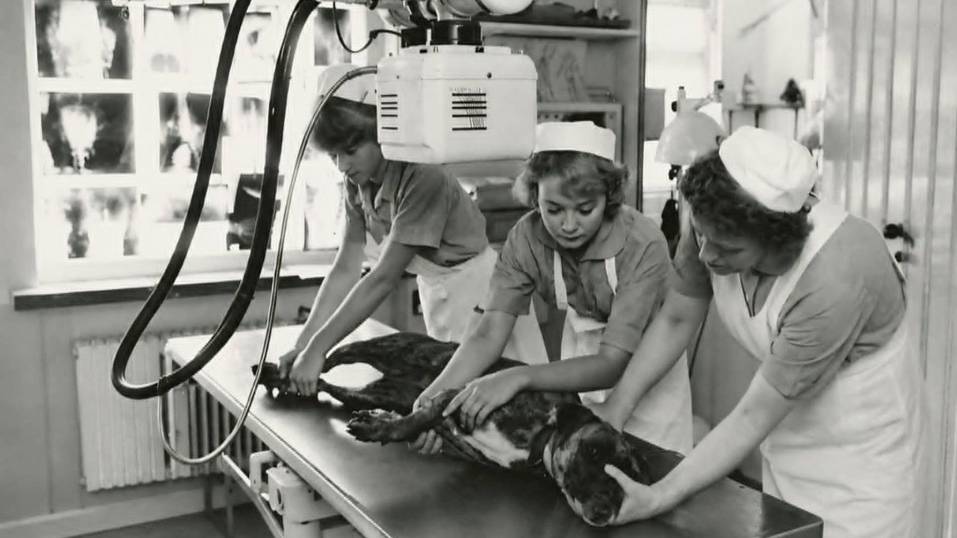 Sort hvid billede fra Lyngby Dyrehospital med veterinærsygeplejersker der tager røntgen i gamle dage.